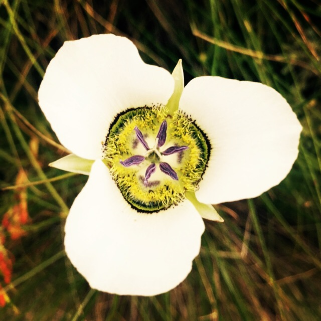 2025 Mariposa Lily Membership