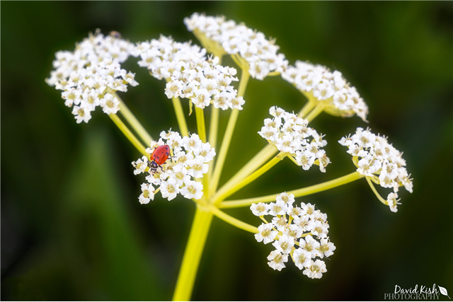 2025 Ladybug Sponsorship ($250)