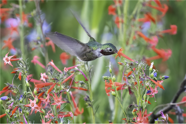 2025 Hummingbird - Title Sponsorship ($3000)