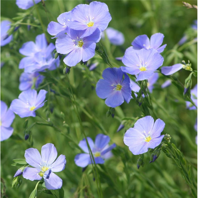 2026 Blue Flax Membership