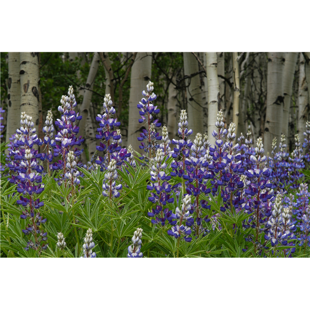 2026 Lupine Membership