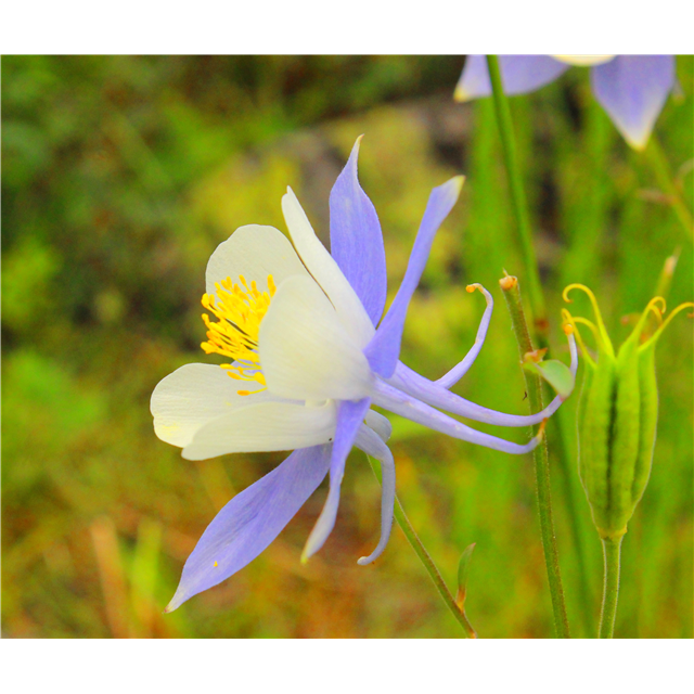 2026 Columbine Membership