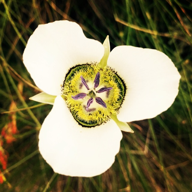 2026 Mariposa Lily Membership