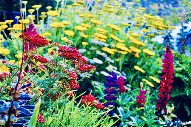 2026 Wildflower Garden Membership