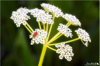 H03 - Virtual Wildflower Tour