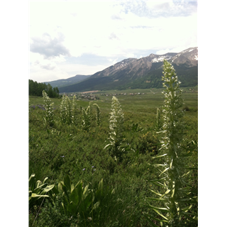 H23 - Upper Loop to Tonys Trail
