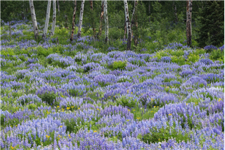 P26 - Adventure Photography Workshop: Creative Vision in Bloom