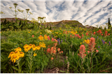 P23 - Top of the World Wildflowers