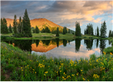 P06 - Landscapes & Wildflowers