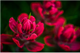 P21 - Close-up & Abstract Wildflowers