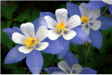 P11 - Wildflower Master Class 