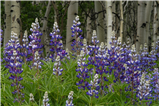 P13 - Evening of Wildflower Photography