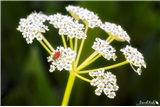 H03 - Virtual Wildflower Tour