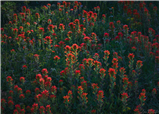 P03 - Adventure Photography Workshop: Wonderful Wildflowers