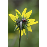 B06 - Wildflowers of Italys Magnificent Dolomites