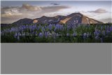 P07 - Alpine Bloom Panoramas
