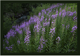 P22 - Larkspur, Lupine & Mountains