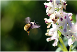 F13 - A-Bee-Cs of Wildflower Pollination