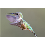 F11 - Birding Among Brush Creek Wildflowers