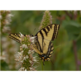 F16 - Butterflies of Lily Lake