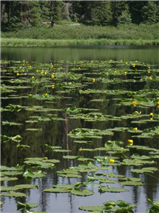 H33 - Lily Lake Wildflowers