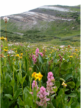 H58 - Hidden Blooms of Baxter Gulch