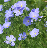H63 - Wellness Wildflower Walk