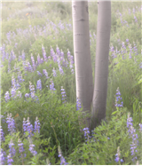P26 - Adventure Photography Workshop: Creative Vision in Bloom