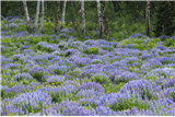 P26 - Adventure Photography Workshop: Creative Vision in Bloom