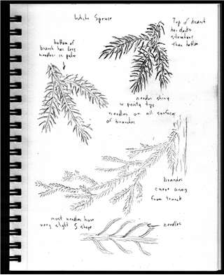 Field Sketching 