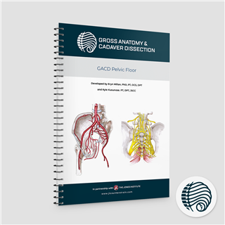 Gross Anatomy Cadaver Dissection: Pelvic Floor 2026