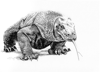 Beginning Pen and Ink - Wildlife Drawing