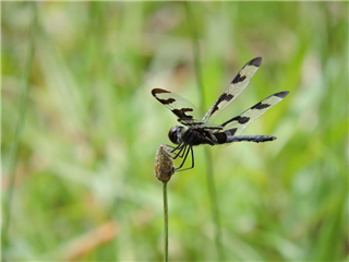 Capture Nature Through the Lens