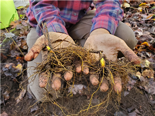 Growing Green Gold in Your Woodlands