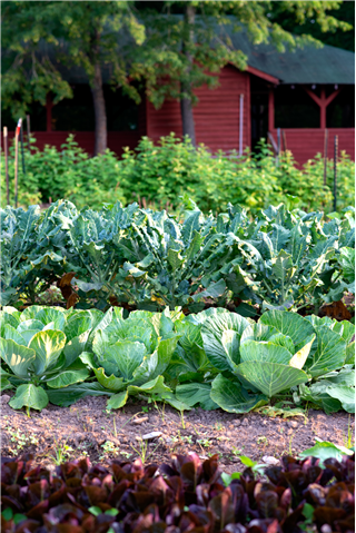 Edible Greens