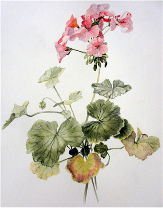 Beginning Watercolor