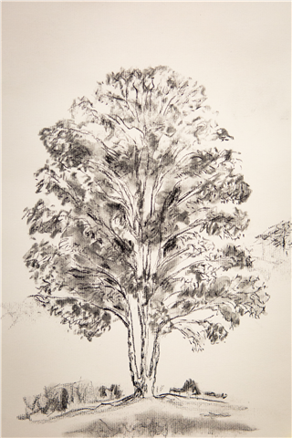 Drawing Approaches for Nature Subjects