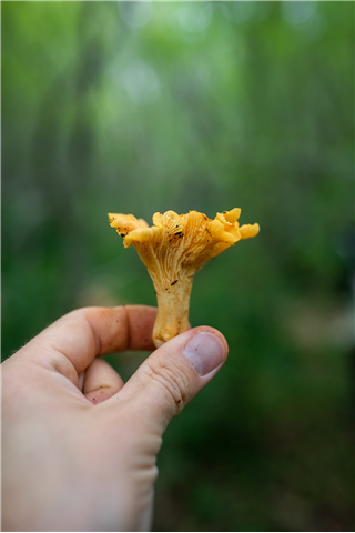 Summer Mushroom Foraging