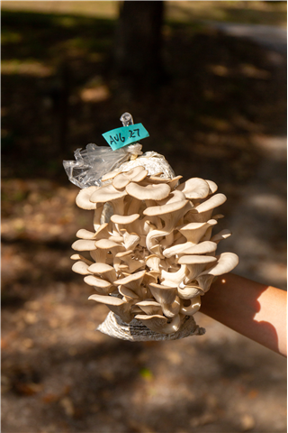 Mushroom Immersion Week