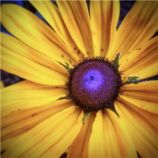 Creative Smartphone Photography