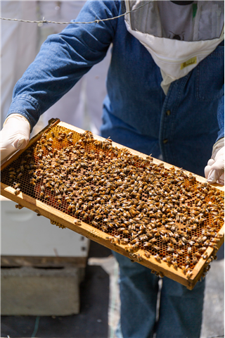 Beekeeping–How Sweet It Is!