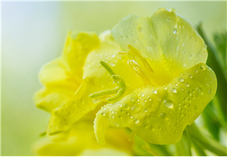 Focus on Wildflowers–Closeup & Macro Photography