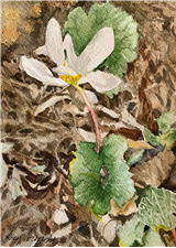 Beginning Watercolor