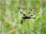 Capture Nature Through the Lens (Holiday in the Mountains)