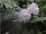 Capture Nature Through the Lens (Holiday in the Mountains)
