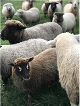 From Sheep to Shawl (Spooky Week)