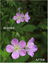 Introduction to Macro Photography