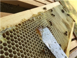 Whats the Buzz About?