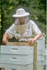 Whats the Buzz About?