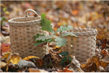 White Oak–Tree to Basket